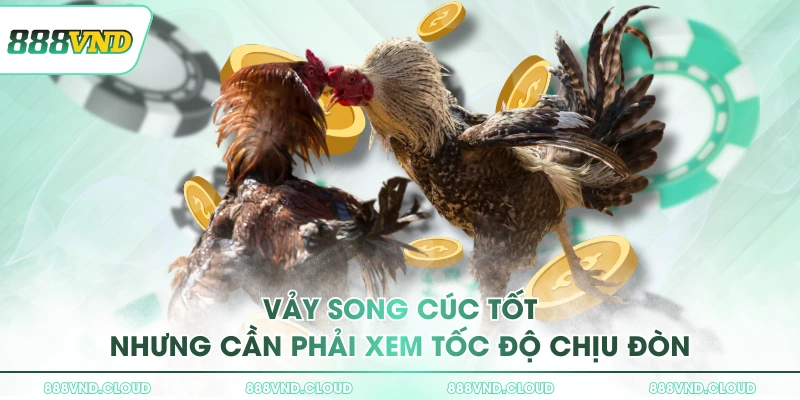 Vảy Song Cúc tốt nhưng cần phải xem tốc độ chịu đòn
